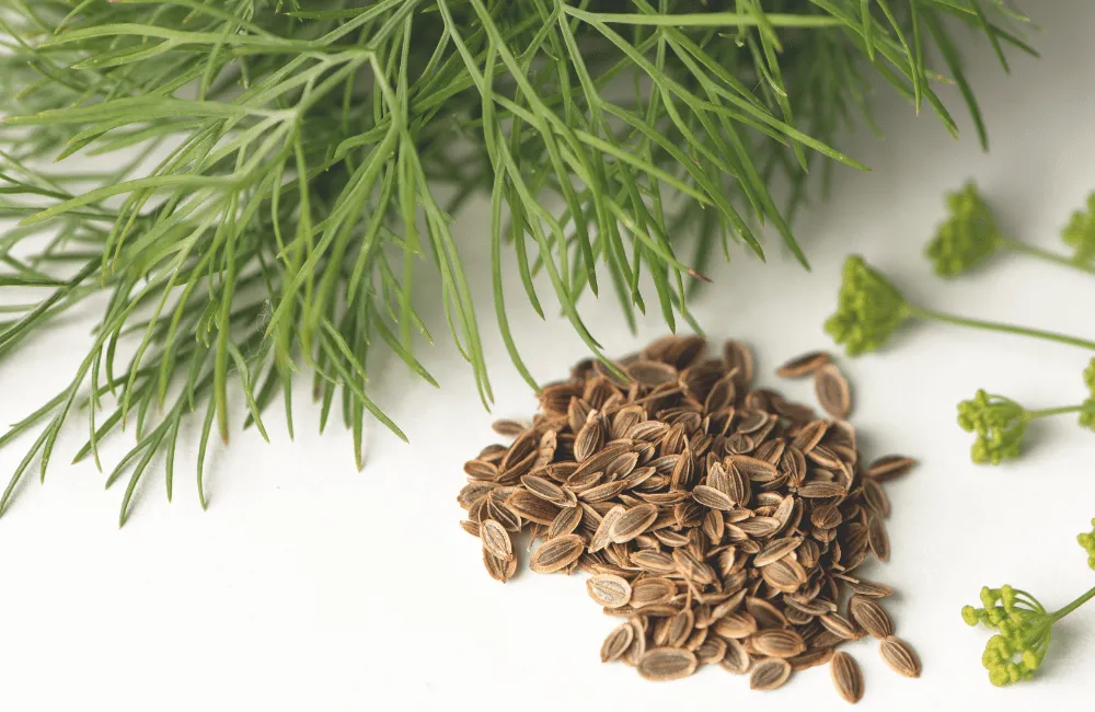 Dillapiole Oil: Uses, Benefits, and Industry Insights