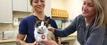 The Role of a Vet Doctor in Preventing Pet Diseases