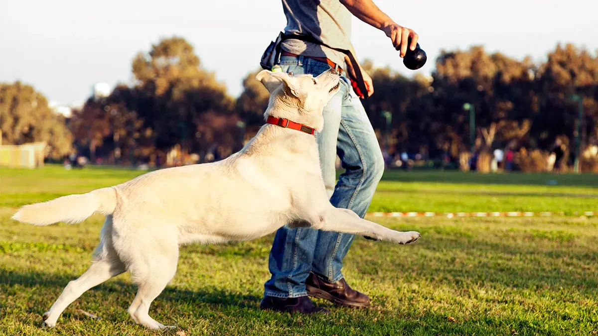 How Private Training for Dogs Helps Owners Manage Aggressive Behavior
